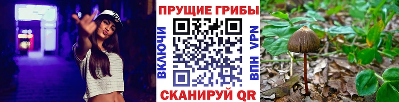 что такое   Гвардейск  KRAKEN вход  Псилоцибиновые грибы MAGIC MUSHROOMS 
